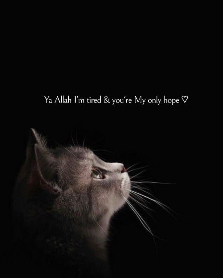 allah dp