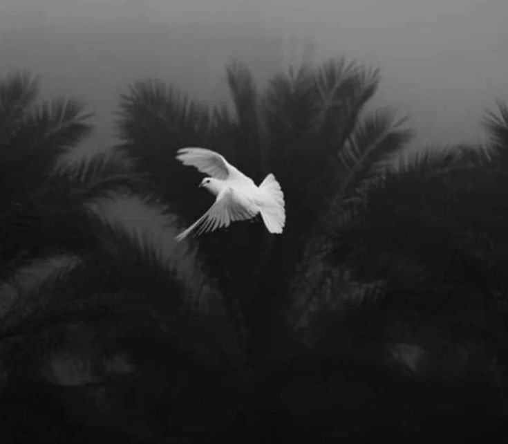 no dp because user died no dp because user died