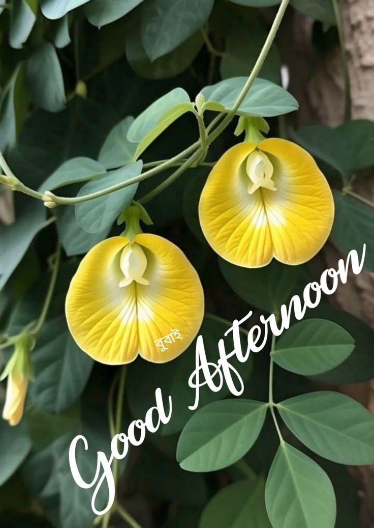 good afternoon images and messages