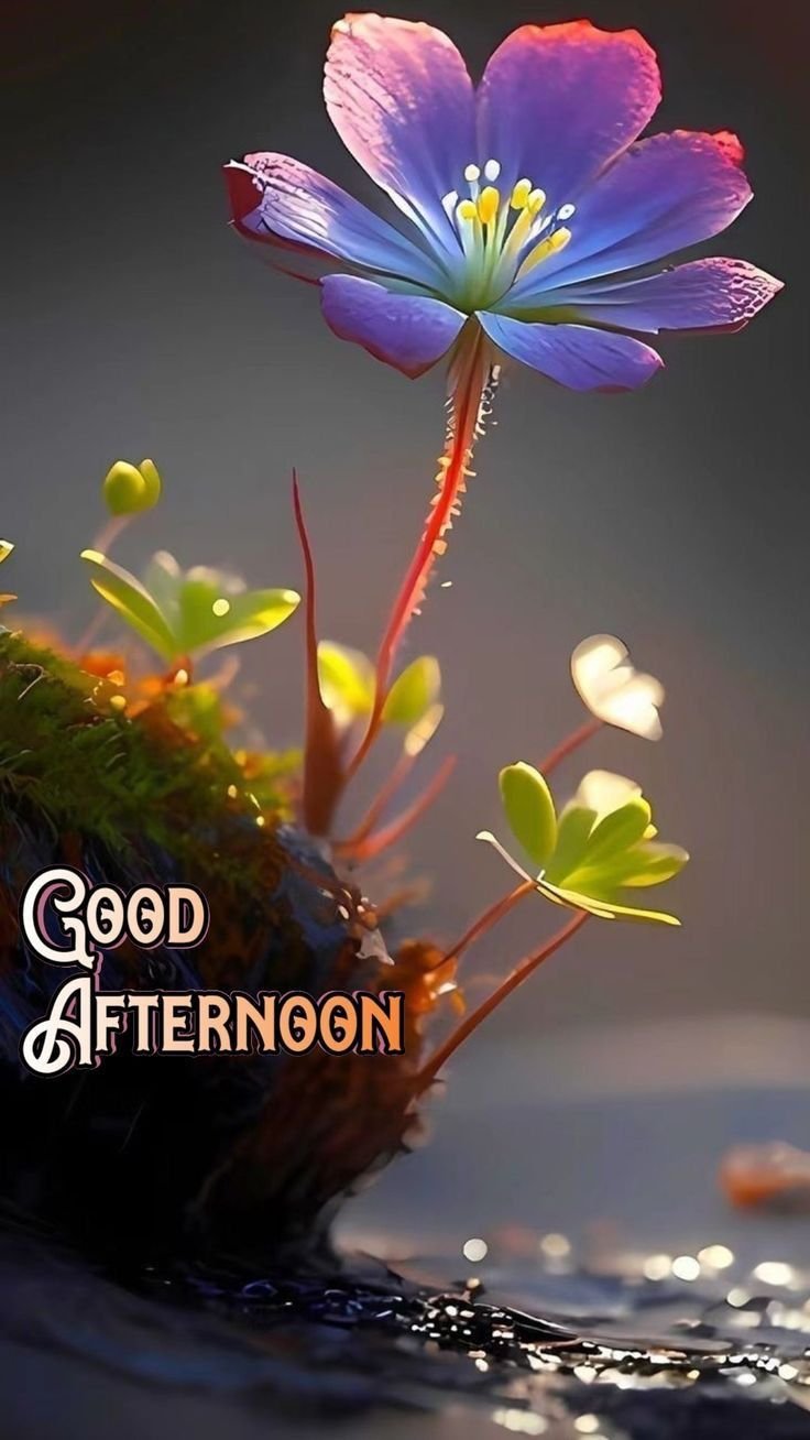 good afternoon images and messages
