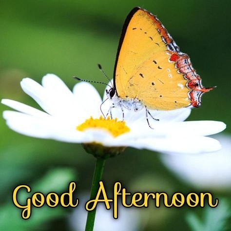 good afternoon images and quotes